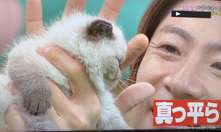 小嶋　祐子(こじま　ゆうこ)ブリーダー(埼玉県・ミヌエットなど・ICC/CPA登録)の紹介写真7