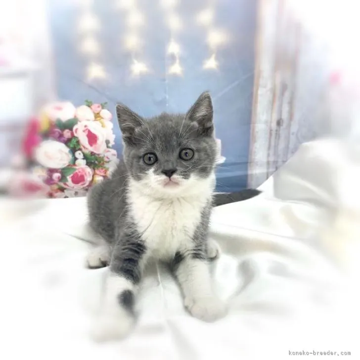 ID:2208-01282の子猫