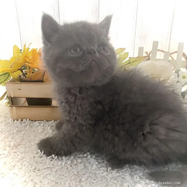 ID：2005-01796の子猫