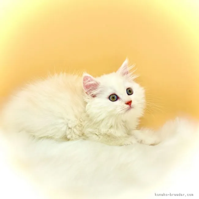 ID:2107-01599の子猫