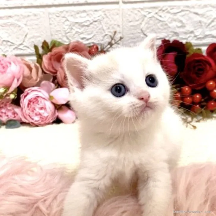S.B 様のお迎えした子猫