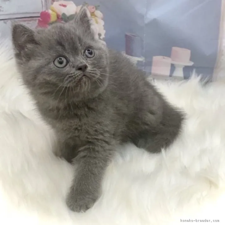 ID：2303-03115の子猫