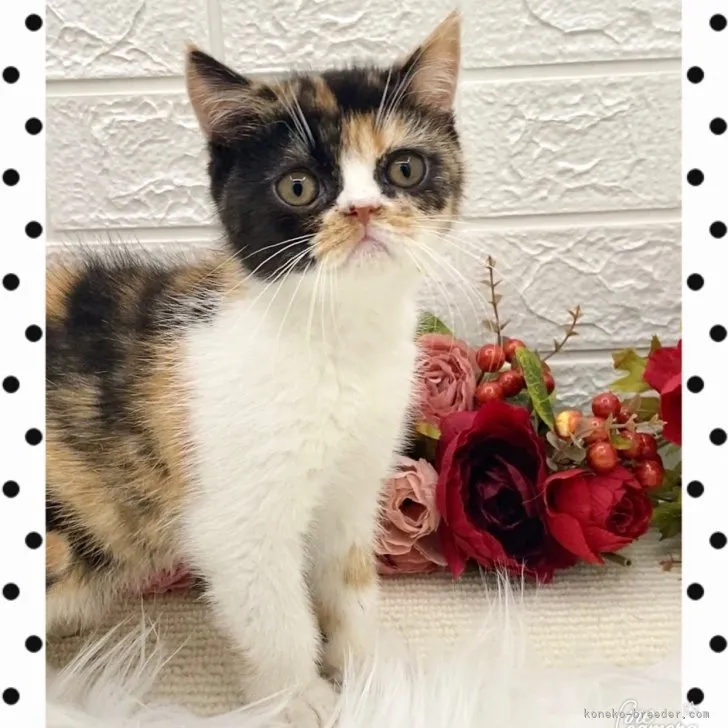 ID：2307-03201の子猫