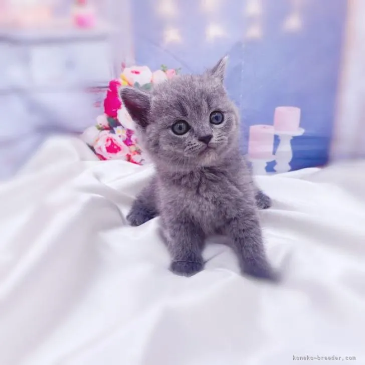 ID:2210-01308の子猫