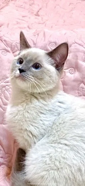 カビボン 様のお迎えした子猫