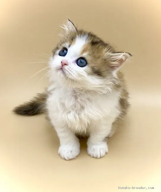 もん 様のお迎えした子猫