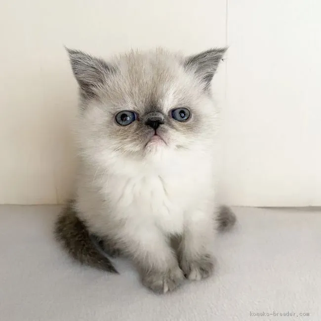 ID:2002-00194の子猫