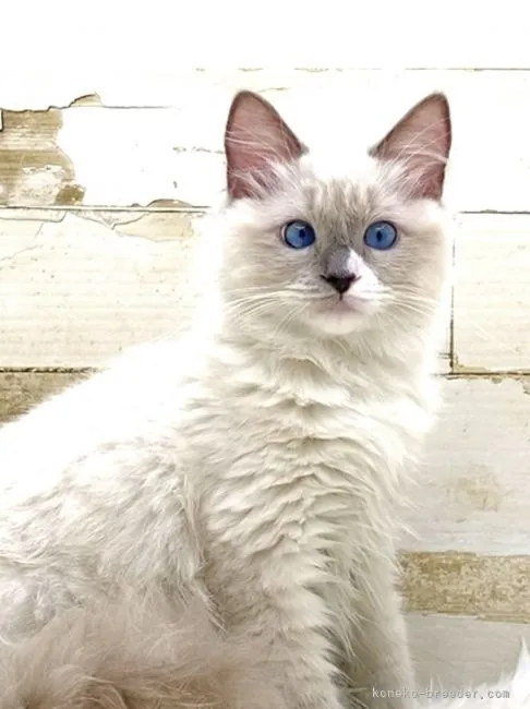 Y.Y 様のお迎えした子猫