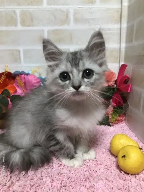 ID：1909-00810の子猫