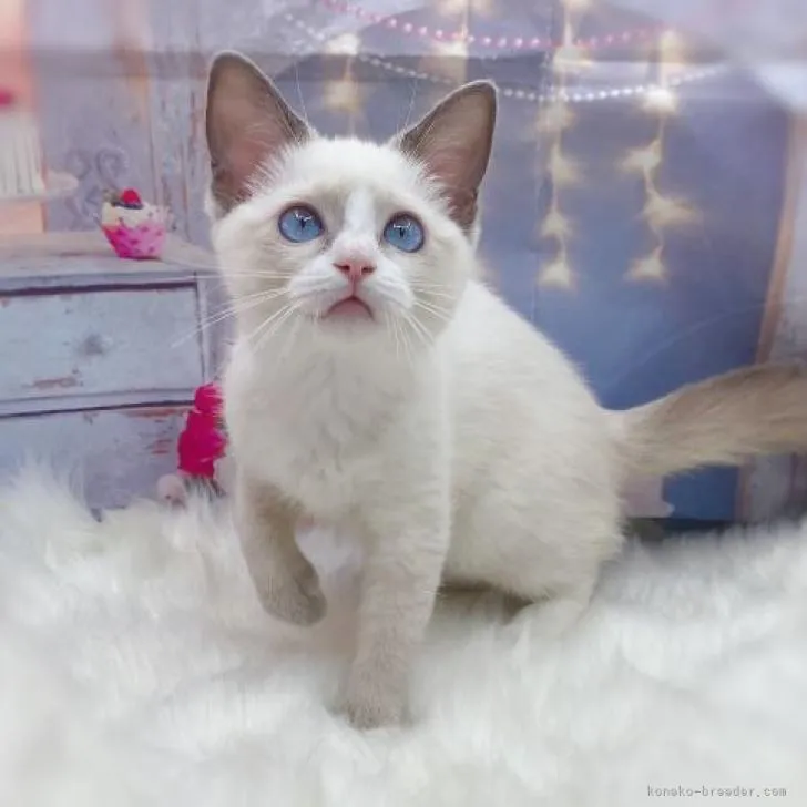 ID:2206-01977の子猫