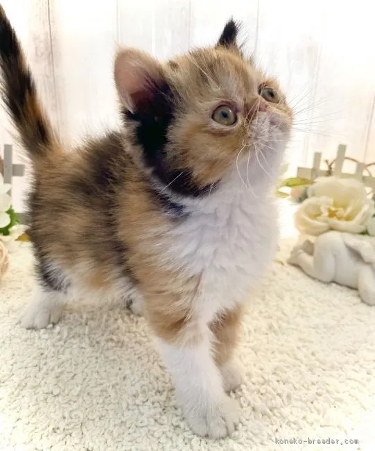ヨッコタン 様のお迎えした子猫
