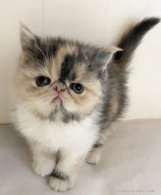ID:2002-00195の子猫