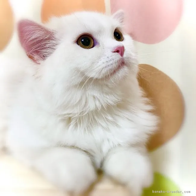ID:2110-00943の子猫