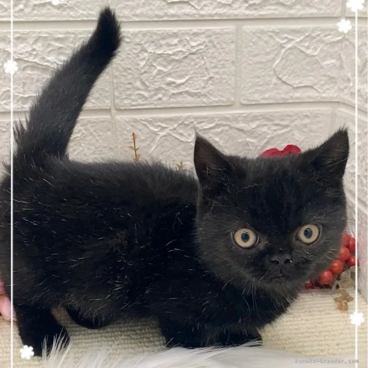 ID:2307-03202の子猫