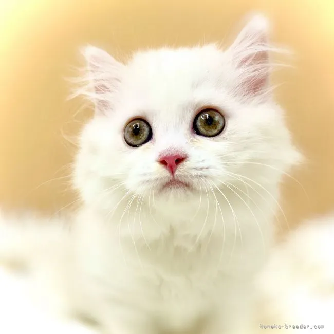 ID:2107-01660の子猫