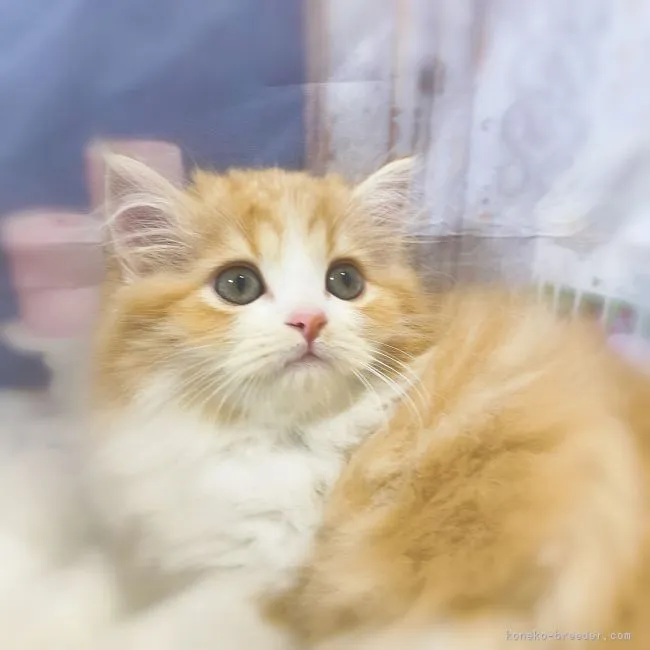 ポポちゃんママ 様のお迎えした子猫