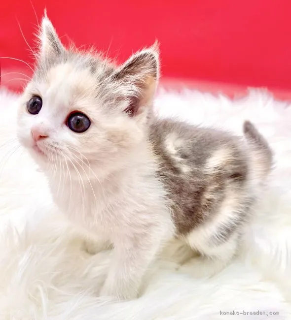 ID:2012-01394の子猫