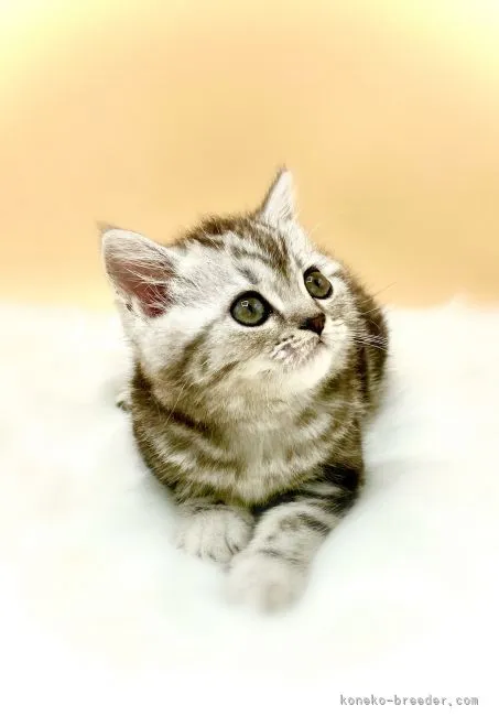 ID:2106-01548の子猫