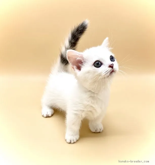 ID:2009-00739の子猫
