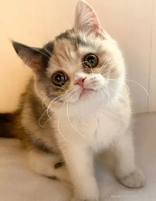 ID:2001-00463の子猫