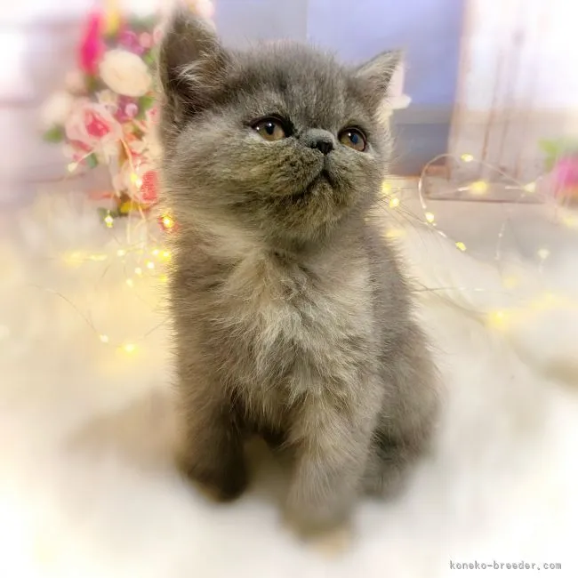 カエル 様のお迎えした子猫