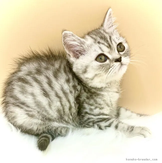 ID:2106-01538の子猫