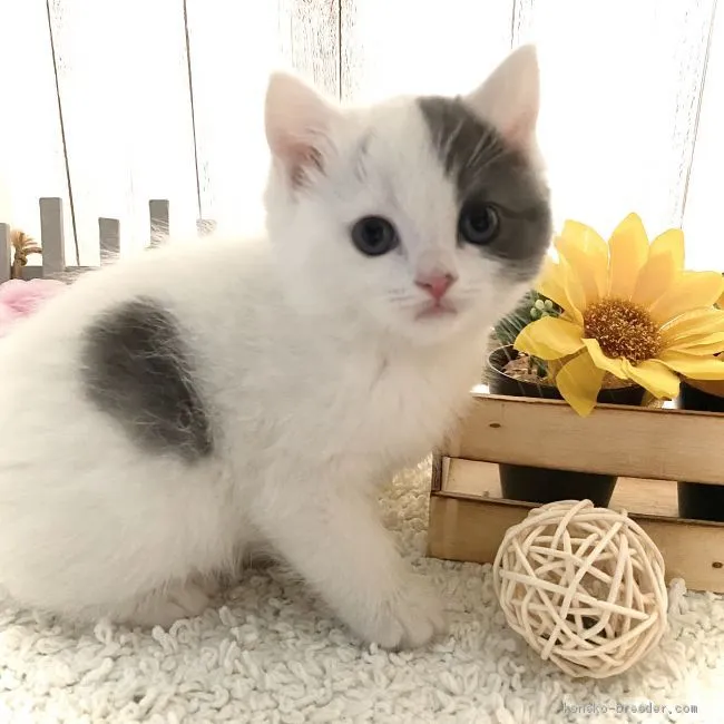 ID:2004-00312の子猫