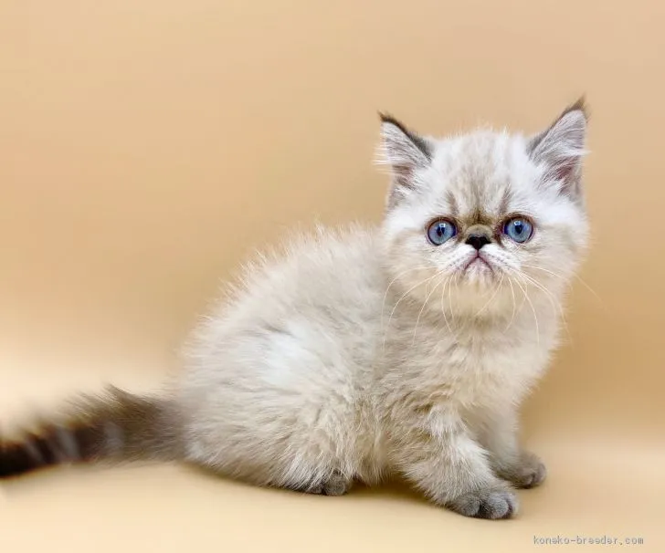 さほりん 様のお迎えした子猫