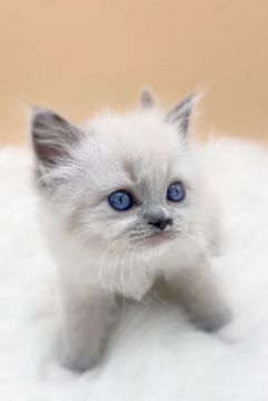 ラグドール【埼玉県・女の子・2021年2月15日・ブルーポイントミテッド】の写真「ブルーの瞳が綺麗な女の子💕」