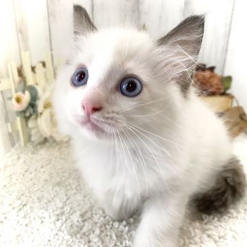ラグドール【埼玉県・男の子・2020年7月10日・シールポイントバイカラー】の写真「‪‪❤︎‬穏やかな男の子‪‪❤︎‬」