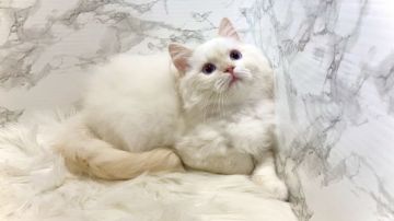 ラグドール【埼玉県・男の子・2021年9月17日・クリームポイント】の写真「🌻とても甘えん坊な男の子🌻」