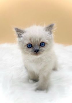 ラグドール【埼玉県・女の子・2021年2月15日・ブルーポイントミテッド💕】の写真「ブルーの瞳が綺麗な女の子💕」
