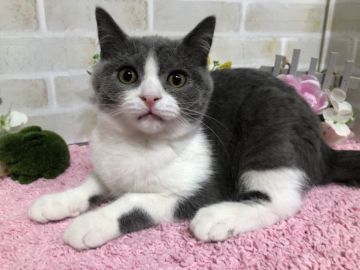 ブリティッシュショートヘア【埼玉県・男の子・2018年4月27日・ブルー&ホワイト】の写真「✨🐾とっても甘えん坊さんな男の子🐾✨」