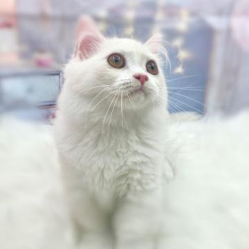 ミヌエット(短足)【埼玉県・男の子・2022年4月30日・クリーム&ホワイト】の写真「🌹ほんわかしている女の子🌹セール中❣️」
