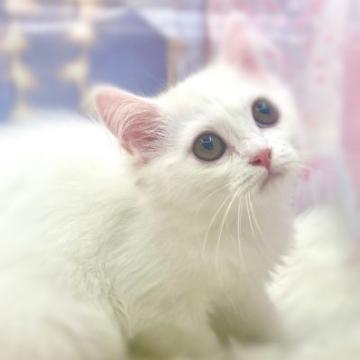 ミヌエット(長足)【埼玉県・男の子・2022年4月30日・クリーム&ホワイト】の写真「♥️とっても美形な男の子♥️」