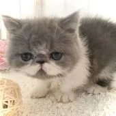 エキゾチックショートヘア【埼玉県・男の子・2020年2月20日・ブルー&ホワイト】の写真1