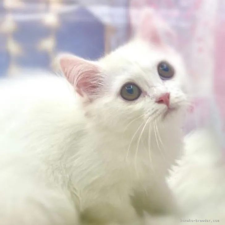 ID：2207-00291の子猫