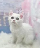 ミヌエット(長足)【埼玉県・男の子・2022年4月30日・クリーム&ホワイト】の写真3