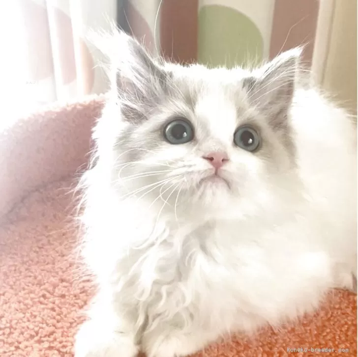 ID:2505-01939の子猫