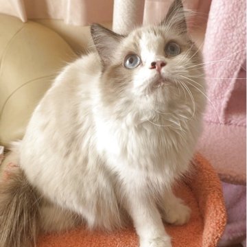 ラグドール【埼玉県・女の子・2025年3月18日・シールポイントバイカラー】の写真「🍒お鼻のほくろがチャームポイントで可愛い🍒」