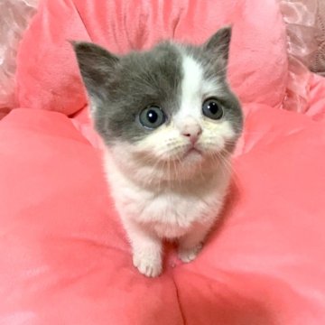 ブリティッシュショートヘア【埼玉県・女の子・2025年2月20日・ブルー&ホワイト】の写真「♥️✨とっても愛くるしい子なんです✨♥️」