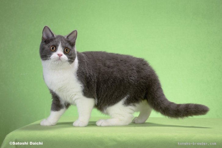 篠原弘子ブリーダーのブログ：おはなちゃん　引退しました。