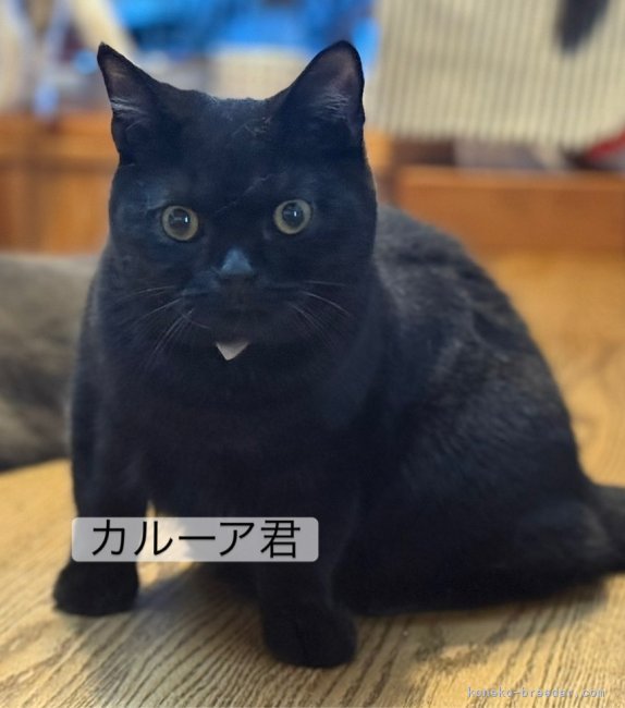 篠原弘子ブリーダーのブログ：3月生まれのカルーア君