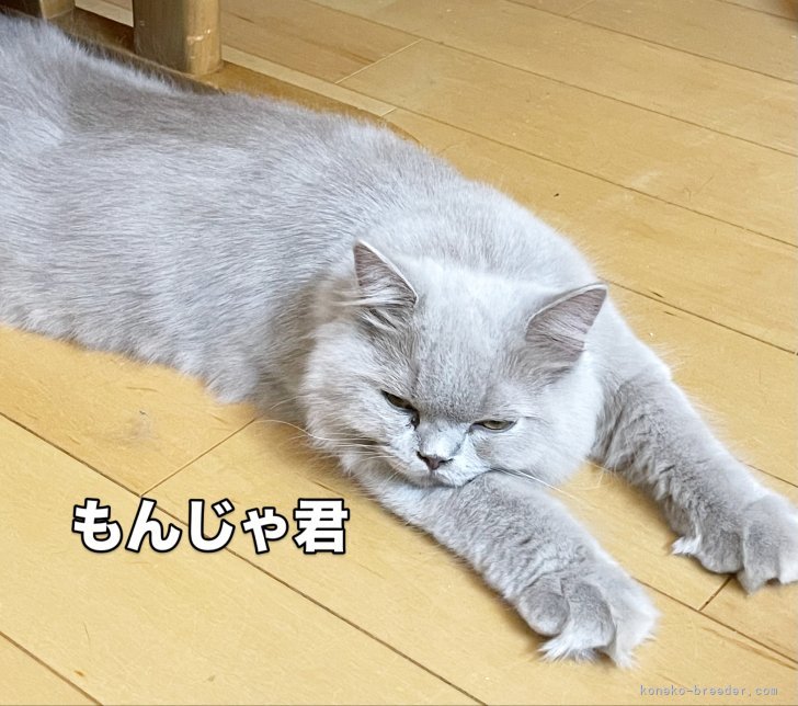 篠原弘子ブリーダーのブログ：もんじゃ君　去勢しました