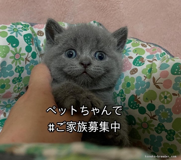 篠原弘子ブリーダーのブログ：ププ君　家族募集です