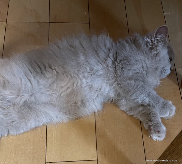 篠原弘子ブリーダーのブログ：帰宅したら色んなところに猫が落ちてます