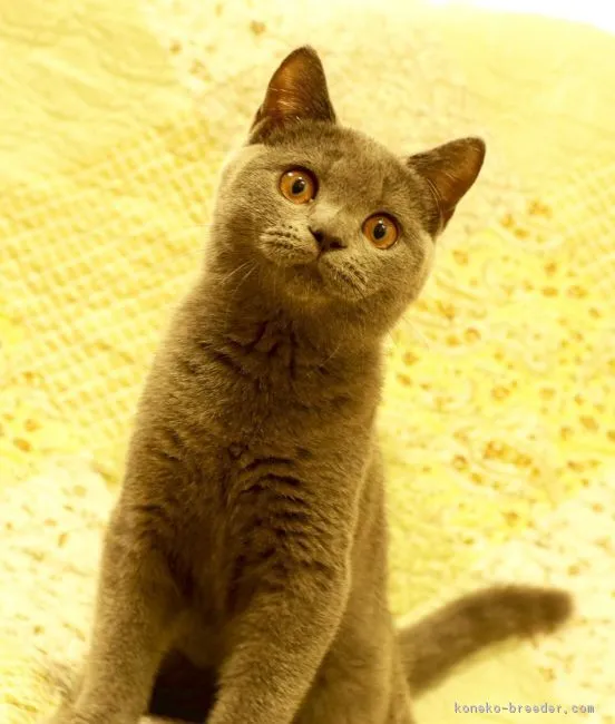 あおそら 様のお迎えした子猫