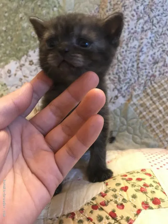 ID:1907-01167の子猫