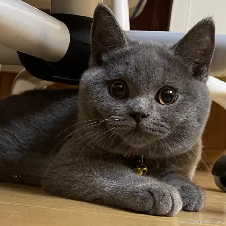 ID:2409-01673の子猫
