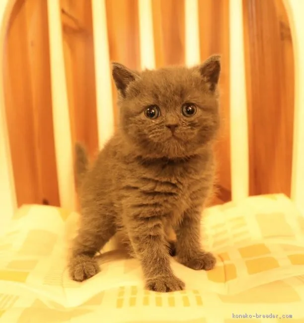 ID：2003-01110の子猫